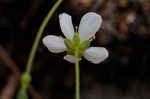 Pine barren stitchwort